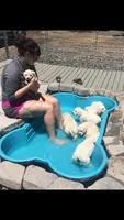 Wonderful White Girl, a female Golden Retriever for sale in Bel Air, MD – 2 of 10