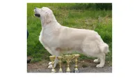 Wonderful Girl, a female English Cream Golden Retriever for sale in Bel Air, MD – 2 of 10