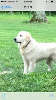 Wonderful Boy, a male English Cream Golden Retriever for sale in Bel Air, MD – 7 of 10