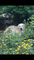 Wonderful Boy, a male English Cream Golden Retriever for sale in Bel Air, MD – 5 of 10