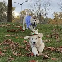 Lover boy, a male English Cream Golden Retriever for sale in Bel Air, MD – Photo 8 of 10