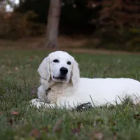 Lover boy, a male English Cream Golden Retriever for sale in Bel Air, MD – Photo 2 of 10
