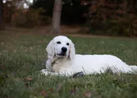 Lover boy, a male English Cream Golden Retriever for sale in Bel Air, MD – Photo 2 of 10