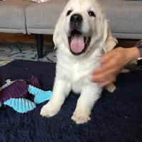 Lover boy, a male English Cream Golden Retriever for sale in Bel Air, MD – Photo 6 of 10