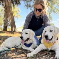 Lover boy, a male English Cream Golden Retriever for sale in Bel Air, MD – Photo 4 of 10