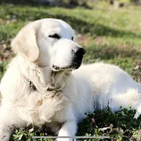 Lover boy, a male English Cream Golden Retriever for sale in Bel Air, MD – Photo 10 of 10