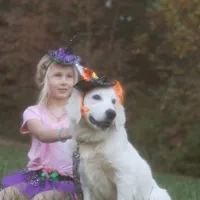 Lover boy, a male English Cream Golden Retriever for sale in Bel Air, MD – Photo 5 of 10