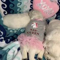 Lover boy, a male English Cream Golden Retriever for sale in Bel Air, MD – Photo 1 of 10