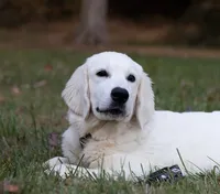 Wonderful White Boy, a male Golden Retriever for sale in Bel Air, MD – 4 of 10