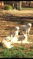 FULLY TRAINED, a male English Cream Golden Retriever for sale in Bel Air, MD – Photo 4 of 7
