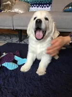 FULLY TRAINED, a male English Cream Golden Retriever for sale in Bel Air, MD – Photo 5 of 7