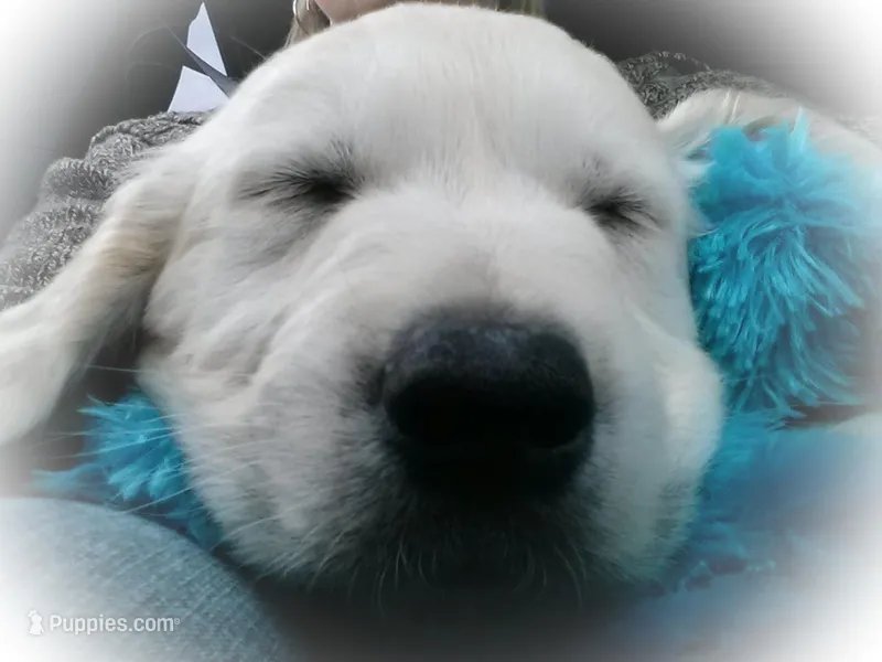 FULLY TRAINED, a male English Cream Golden Retriever for sale in Bel Air, MD – Photo 1 of 7