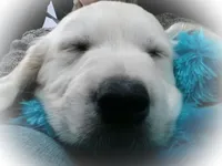 FULLY TRAINED, a male English Cream Golden Retriever for sale in Bel Air, MD – Photo 1 of 7