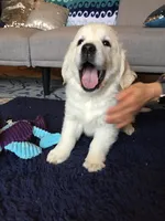 Wonderful White Girl, a female Golden Retriever for sale in Bel Air, MD – 6 of 10