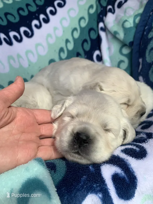 Wonderful White Girl – Golden Retriever puppy for sale in Bel Air, MD