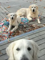 Wonderful White Boy, a male Golden Retriever for sale in Bel Air, MD – 7 of 10