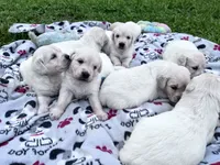 Wonderful White Girl, a female Golden Retriever for sale in Bel Air, MD – 5 of 10