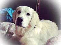 FULLY TRAINED, a female Golden Retriever for sale in Bel Air, MD – Photo 2 of 6