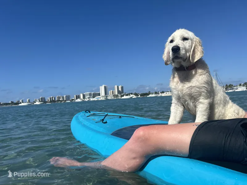 FULLY TRAINED, a female Golden Retriever for sale in Bel Air, MD – Photo 1 of 6