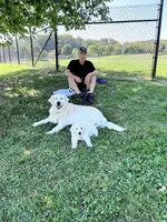 FULLY TRAINED, a female Golden Retriever for sale in Bel Air, MD – Photo 5 of 6