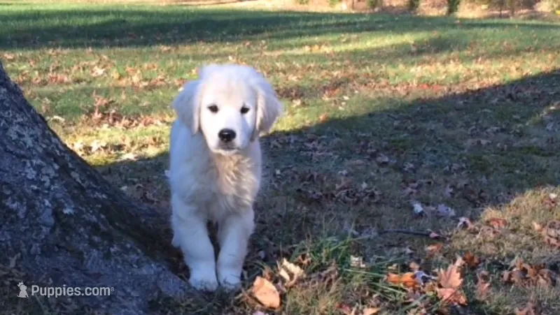 Wonderful Boy – English Cream Golden Retriever puppy for sale in Bel Air, MD