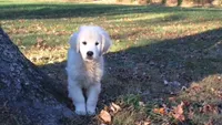 Wonderful Boy, a male English Cream Golden Retriever for sale in Bel Air, MD – 1 of 10