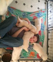 Wonderful Boy, a male English Cream Golden Retriever for sale in Bel Air, MD – 8 of 10
