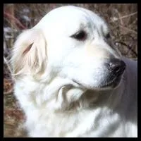 FULLY TRAINED, a male Golden Retriever for sale in Bel Air, MD – Photo 3 of 7