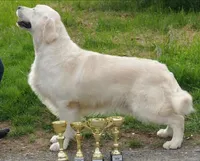 FULLY TRAINED, a male Golden Retriever for sale in Bel Air, MD – Photo 6 of 7