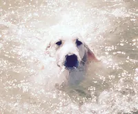 FULLY TRAINED, a male Golden Retriever for sale in Bel Air, MD – Photo 7 of 7