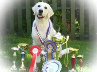 FULLY TRAINED, a male Golden Retriever for sale in Bel Air, MD – Photo 2 of 7