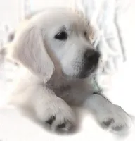 FULLY TRAINED, a male Golden Retriever for sale in Bel Air, MD – Photo 4 of 7