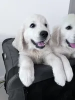 Wonderful White Boy, a male Golden Retriever for sale in Bel Air, MD – 8 of 10