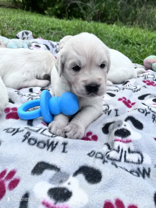 Wonderful Girl – English Cream Golden Retriever puppy for sale in Bel Air, MD