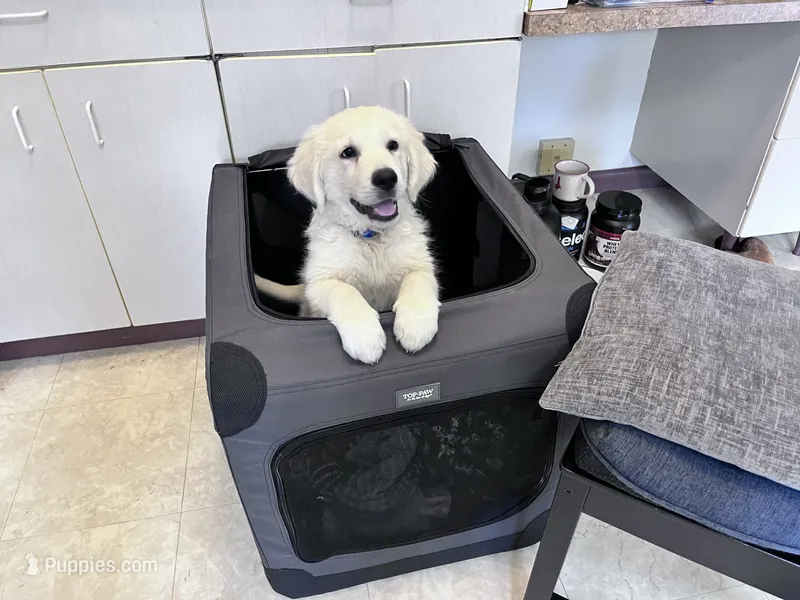Wonderful White Boy – Golden Retriever puppy for sale in Bel Air, MD