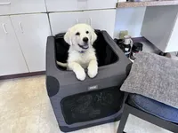 Wonderful White Boy, a male Golden Retriever for sale in Bel Air, MD – 1 of 10