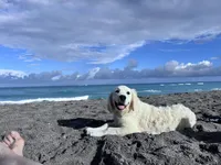 FULLY TRAINED, a female English Cream Golden Retriever for sale in Bel Air, MD – Photo 6 of 9