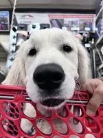 FULLY TRAINED, a female English Cream Golden Retriever for sale in Bel Air, MD – Photo 5 of 9