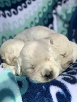 FULLY TRAINED, a female English Cream Golden Retriever for sale in Bel Air, MD – Photo 2 of 9