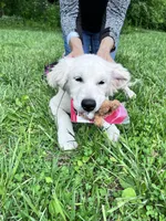FULLY TRAINED, a female English Cream Golden Retriever for sale in Bel Air, MD – Photo 4 of 9