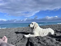 FULLY TRAINED, a female English Cream Golden Retriever for sale in Bel Air, MD – Photo 7 of 9