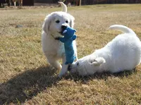 Wonderful White Boy, a male Golden Retriever for sale in Bel Air, MD – 5 of 10