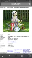 Wonderful Girl, a female English Cream Golden Retriever for sale in Bel Air, MD – 3 of 10