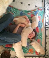 Wonderful White Boy, a male Golden Retriever for sale in Bel Air, MD – 9 of 10