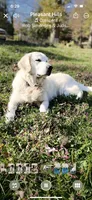 Wonderful Girl, a female English Cream Golden Retriever for sale in Bel Air, MD – 10 of 10