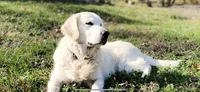 Wonderful White Girl, a female Golden Retriever for sale in Bel Air, MD – 10 of 10
