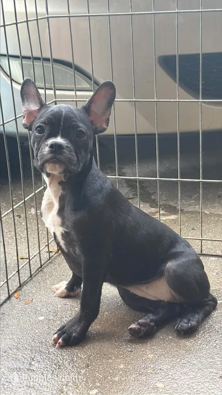 Black girl – French Bulldog, American Bully puppy for sale in Micanopy, FL
