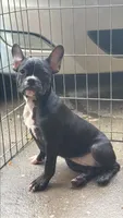Black girl, a female French Bulldog and American Bully for sale in Micanopy, FL – 1 of 2