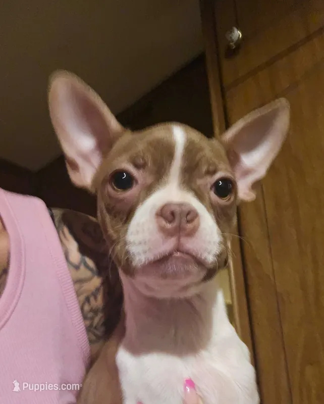 Red female – Boston Terrier puppy for sale in Micanopy, FL