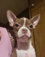 Red female, a female Boston Terrier for sale in Micanopy, FL – 1 of 1